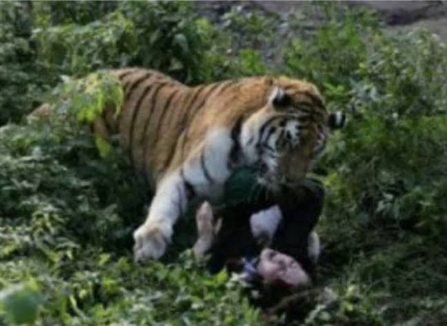 Hendak Buang Air Besar, di Kanal, Pekerja Alat Berat di Siak Diseret Harimau