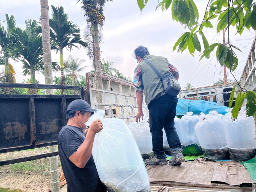 Sekelumit Kisah Hamdan Bangkitkan Semangat Kelompok dalam Budidaya Ikan Patin
