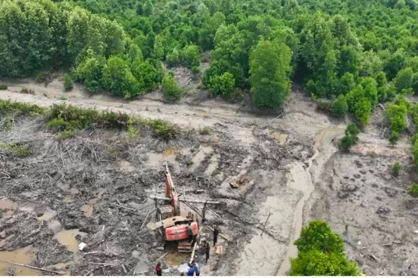 Gunduli 111,77 Hektar Hutan Mangrove di Dumai Bodong Ditetapkan Tersangka