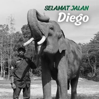 Selamat Jalan Diego, Gajah Penyambut Tamu itu Telah Berpulang di Usia 17 Tahun