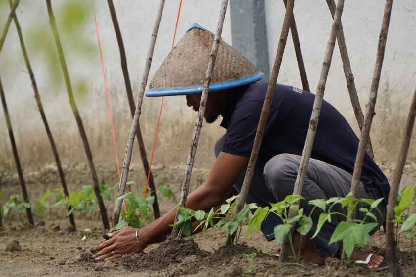 Dukung Ketahanan Pangan, Lahan Rutan Dumai Kembali Ditanami Sayuran